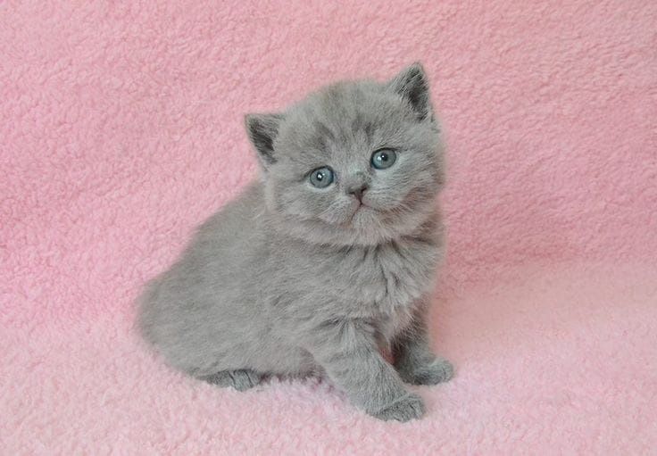 Продам британских котят