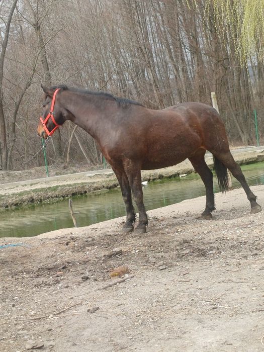 Vând cal accept orice proba