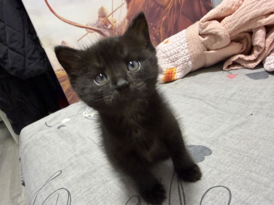 Котята ( кошки) животные