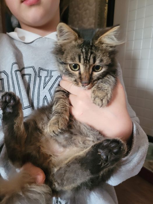 В добрые руки котенка
