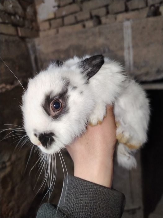 Quyon bolasi 2.oylik