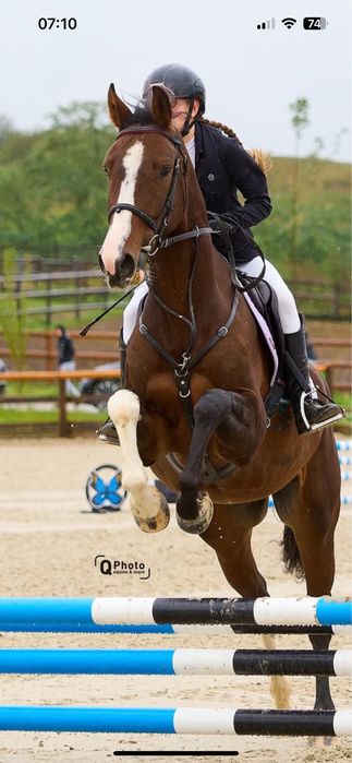 Cal de sport Olandez de 6 ani