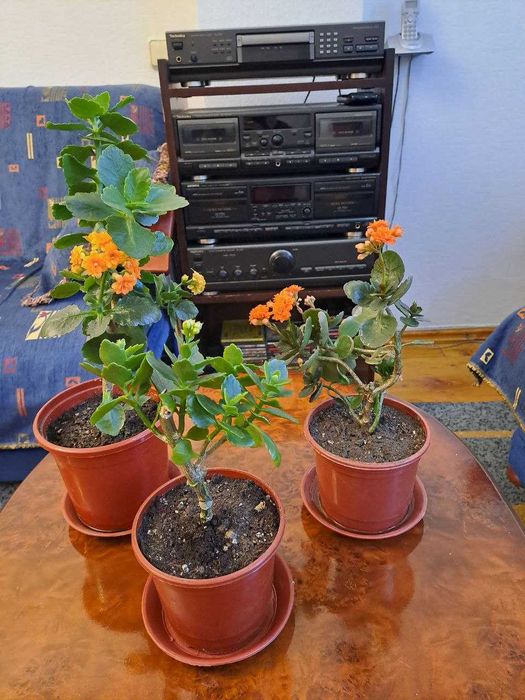 Домашний цветок Каланхоэ, и другие комнатные цветы