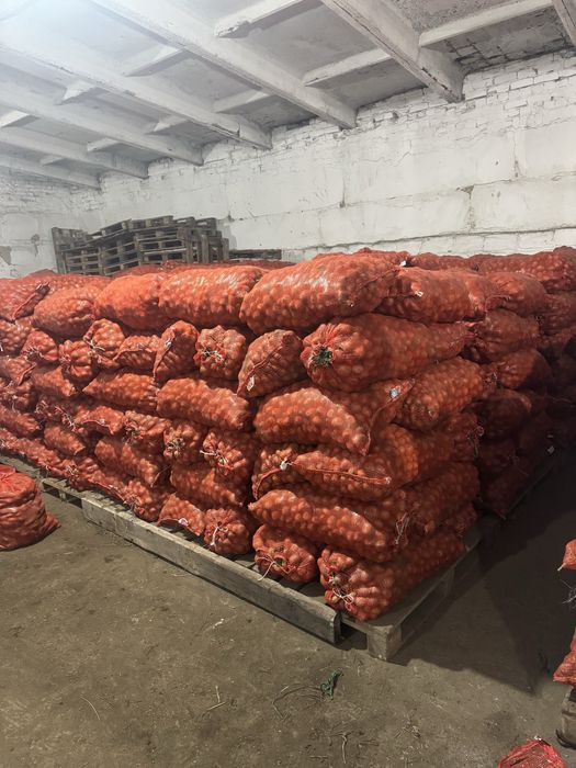 Картофель семенной .