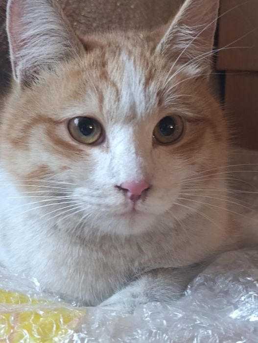 Найден рыжий кот