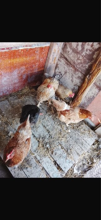 Продам курей,         ,          ,