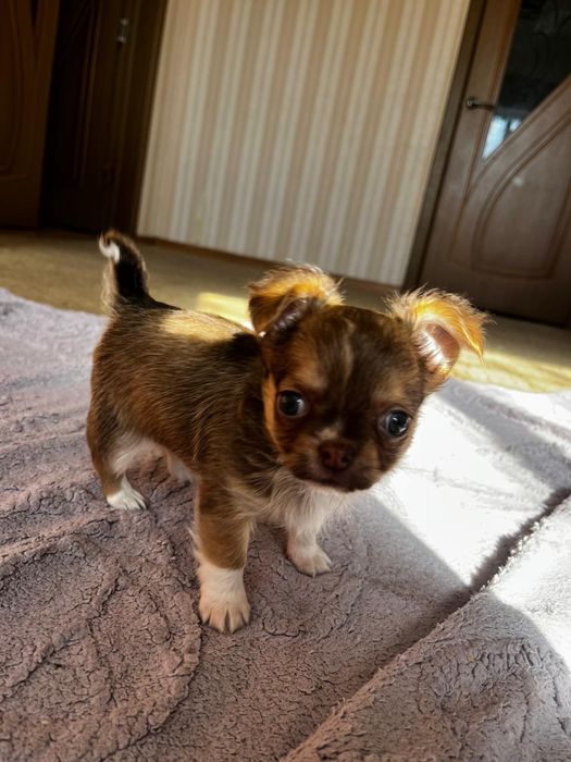 Чихуахуа щенки.Мальчик и девочка