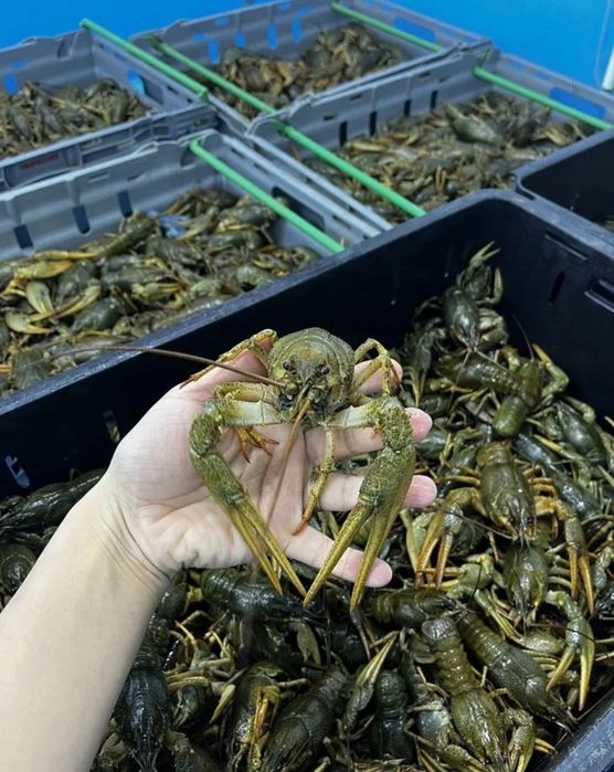 Раки живые оптом