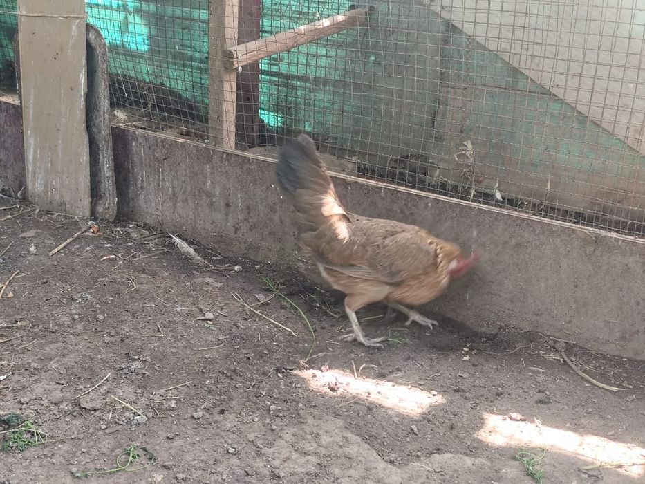Продам карликовые куры