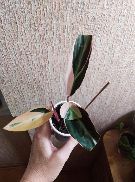 Комнатные растения продажа