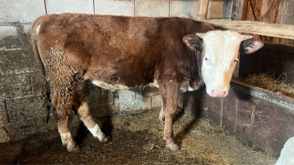 Бұқа сатылады 550мын