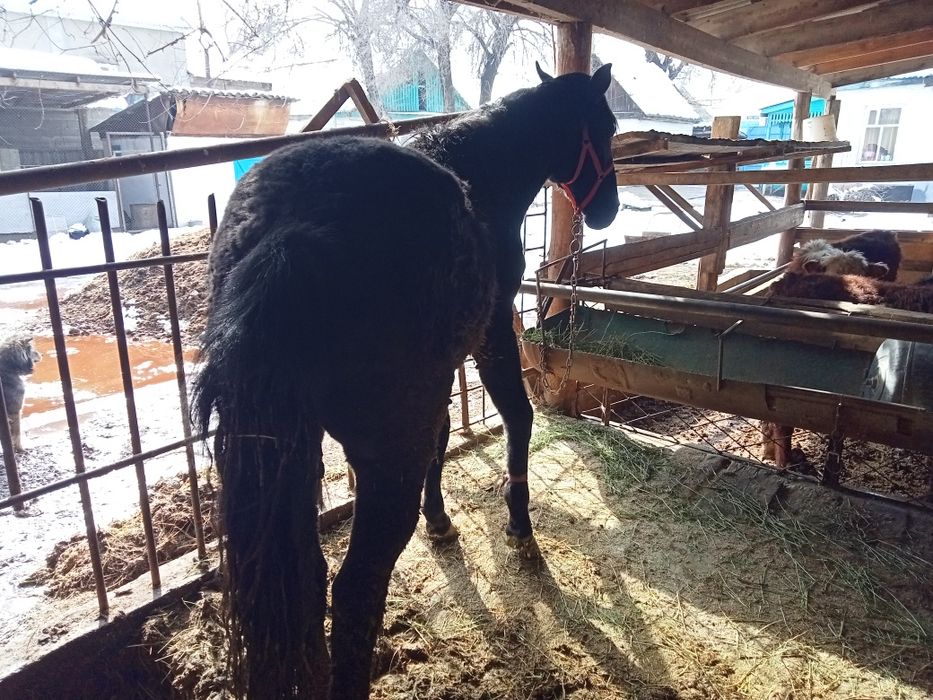 Байтал сатыладыы.