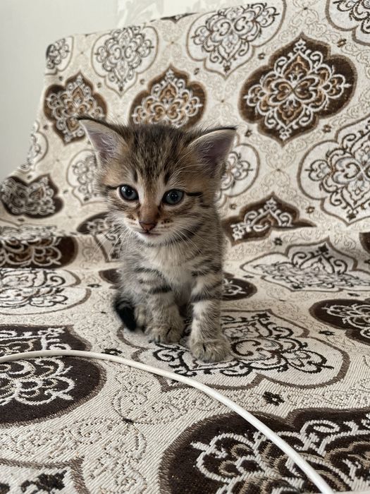 Отдам в добрые руки