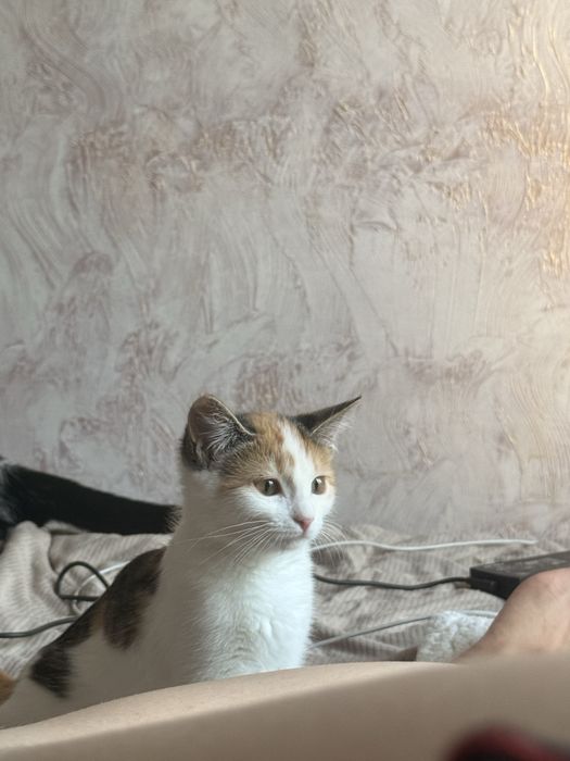 Котенок девочка 4 мес