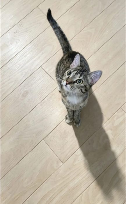 Грациозная кошка