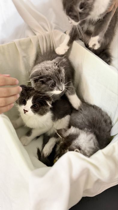 Продается котьят хейланд