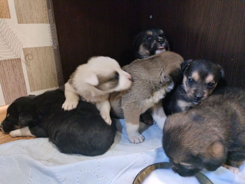 Отдам щенят в хорошие руки