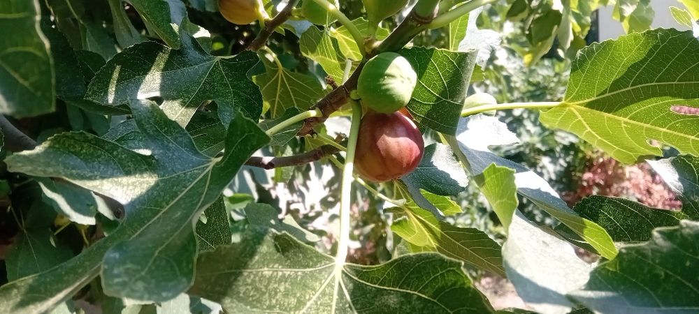 Vand copacei smochini