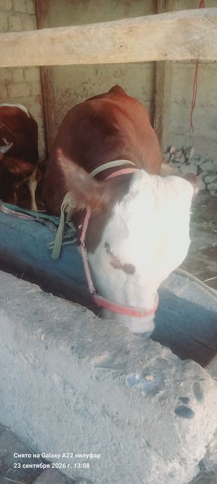 Mol sotiladi srochni