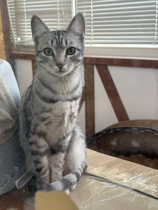 Котенок, кошечка, девочка