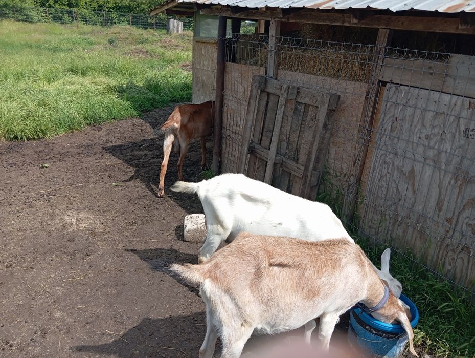 Capre metis sannen și anglonubian