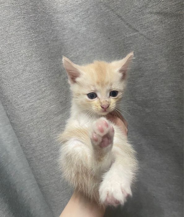 Котята бесплатно