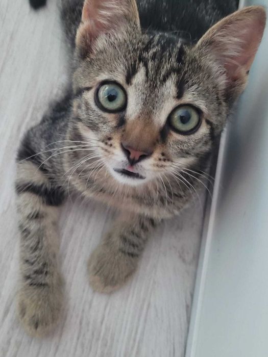 pisică Mix bengal charcoal - Adoptie