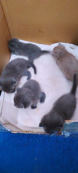 Продаются котята шотландской породы