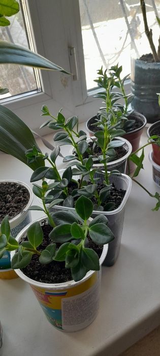 Комнатные цветы  разные. Недорого.