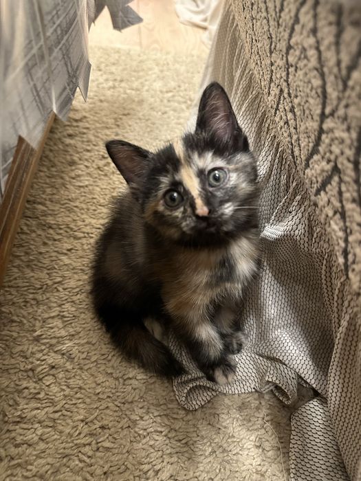 Продаются пушистые котята