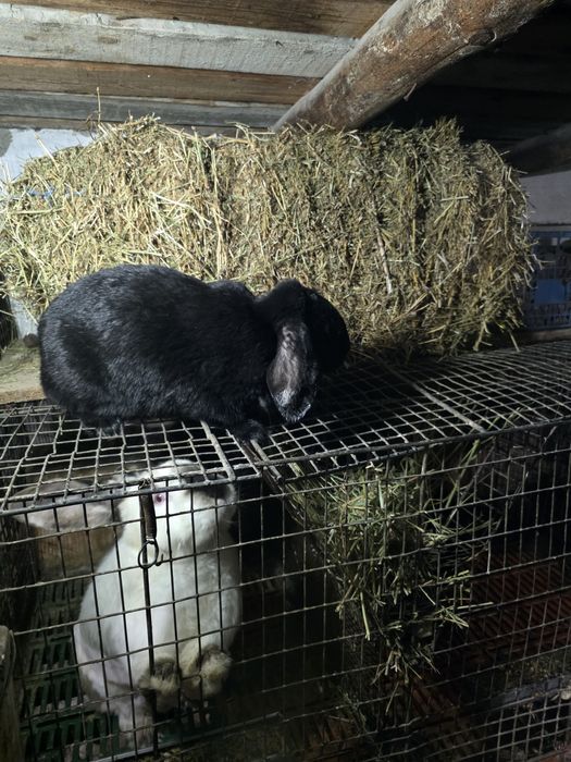 Iepuri berbec german