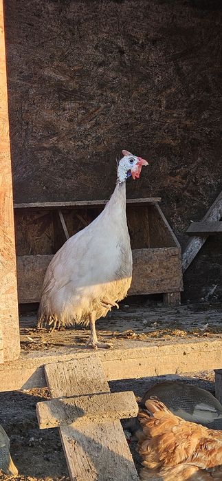 Bibilici de vânzare