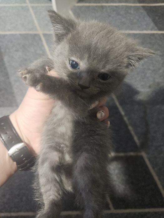 Котята даром.Бесплатно