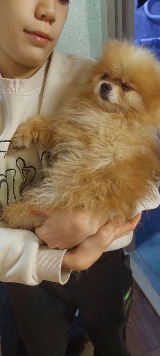 Шпиц добрый мальчик