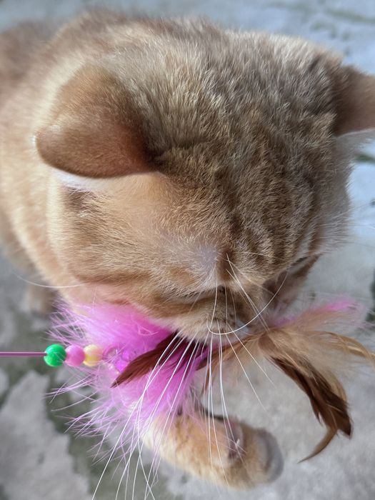 Для чистой вязки кот скоттиш страйт