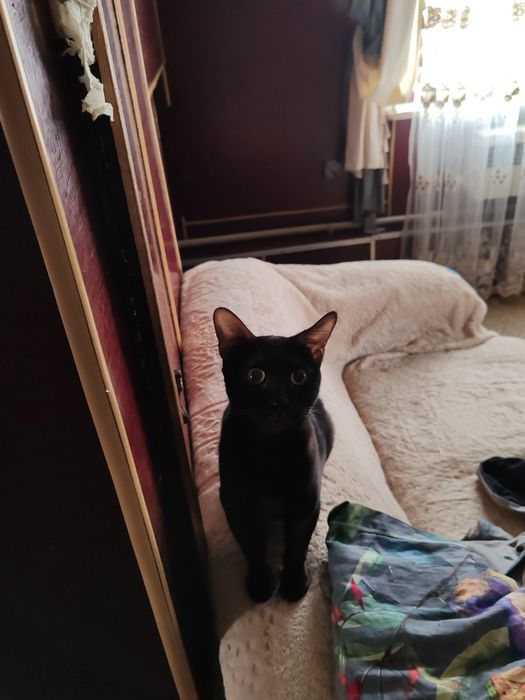 МаленькаяЧЕРНАЯ Пантера  -Бенгальская