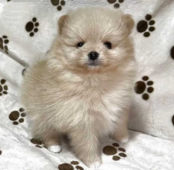 Померан мини и стандартен