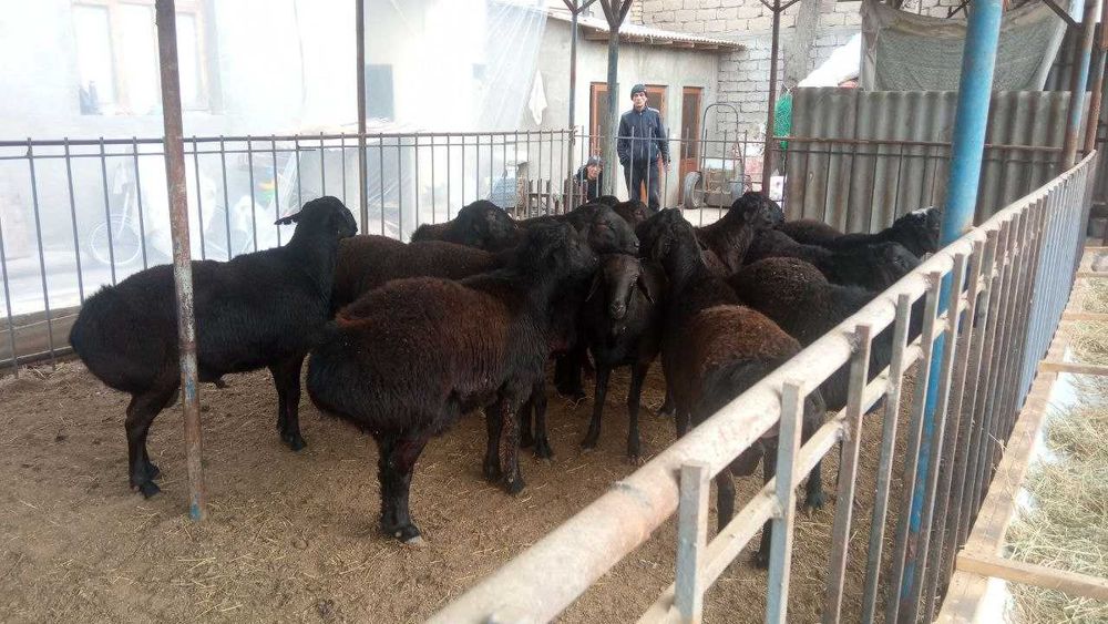 Қўчқор сотилади, боқилган тайёр, зоти хисори