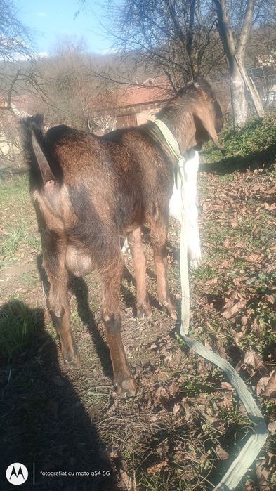 Vând capre  in Caraș Severin  Capre de vânzare mont