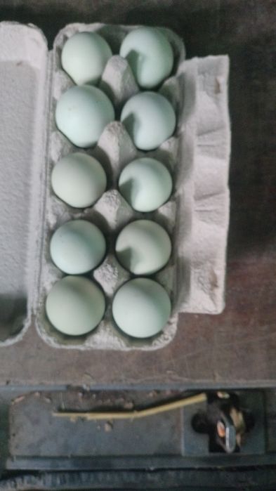 Vând ouă de ameraucana pentru incubat