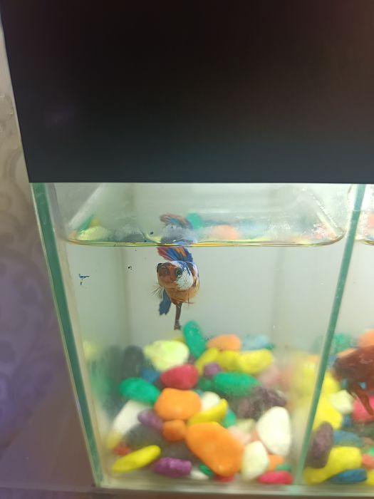 4 dona Betta, Petushok (Siyam jangchi) + Bo‘lingan akvarium | Tayyor t