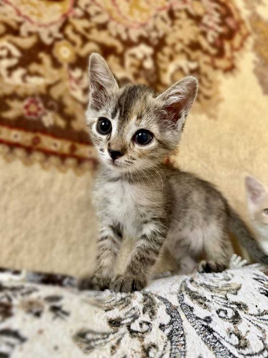 Котята в поиске дома