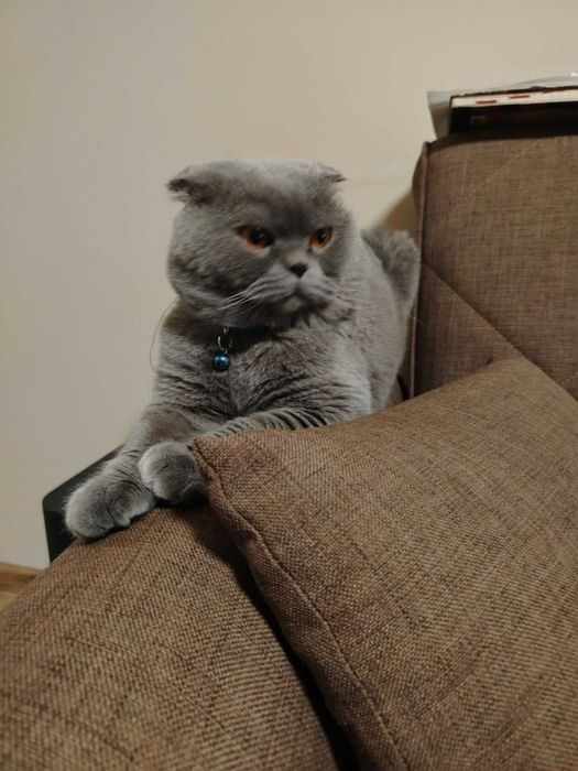 Британски котенца