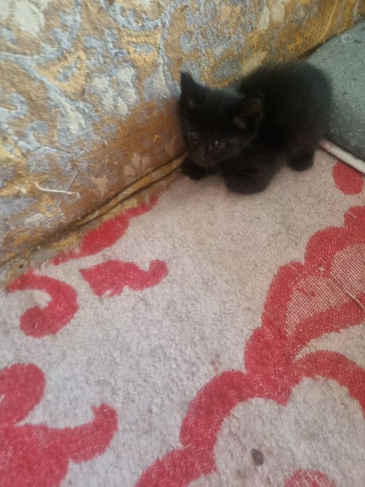 Отдам котят в добрые руки