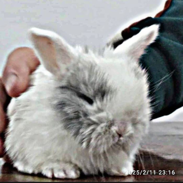 O'smidigan dekarativni quyonlar sotiladi