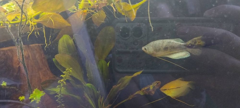 Schimb guramii, 3 pești paradis și un scalar