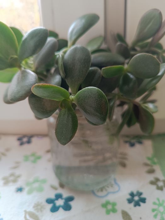 Ростки денежного дерева.