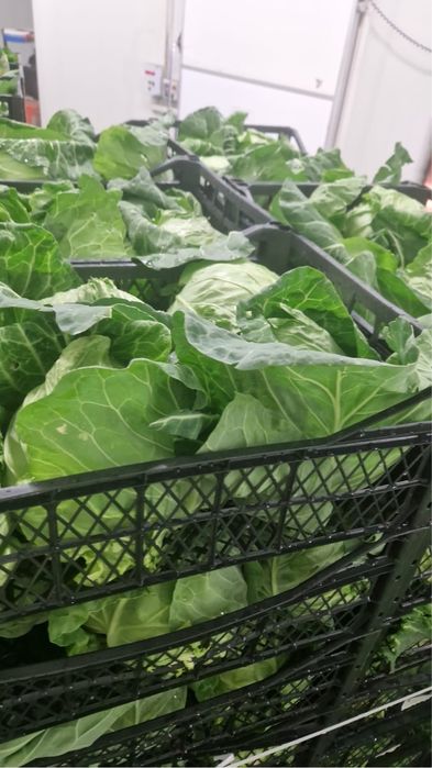 Varza proaspata import