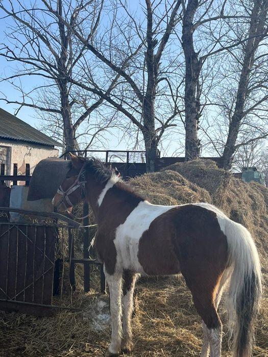 Нечиго нету  дааа