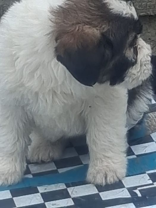 Schimb cu 2 berbeci metis saint bernard